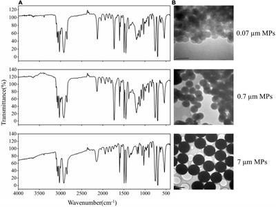 Impact and Molecular Mechanism of Microplastics on Zebrafish in the Presence and Absence of Copper Nanoparticles